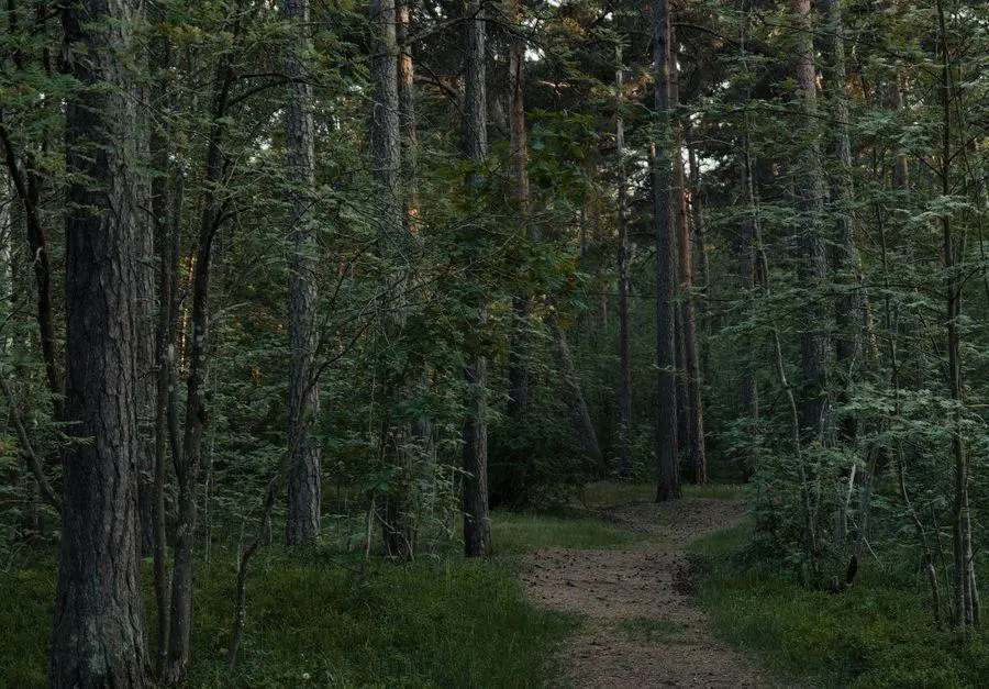Latvijas mezi